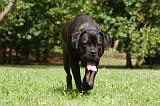 CANE CORSO 915